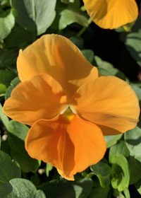 Viola cornuta 'Halo Golden Yellow'